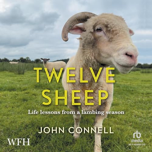 Twelve Sheep By John Connell