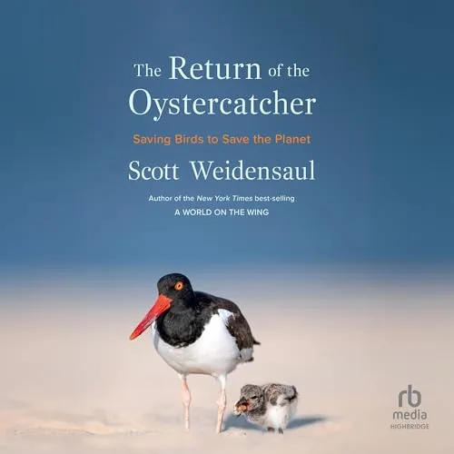 The Return of the Oystercatcher By Scott Weidensaul
